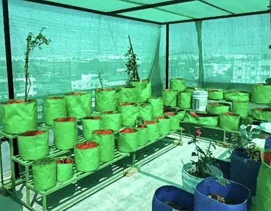 Vertical Surface Greenery