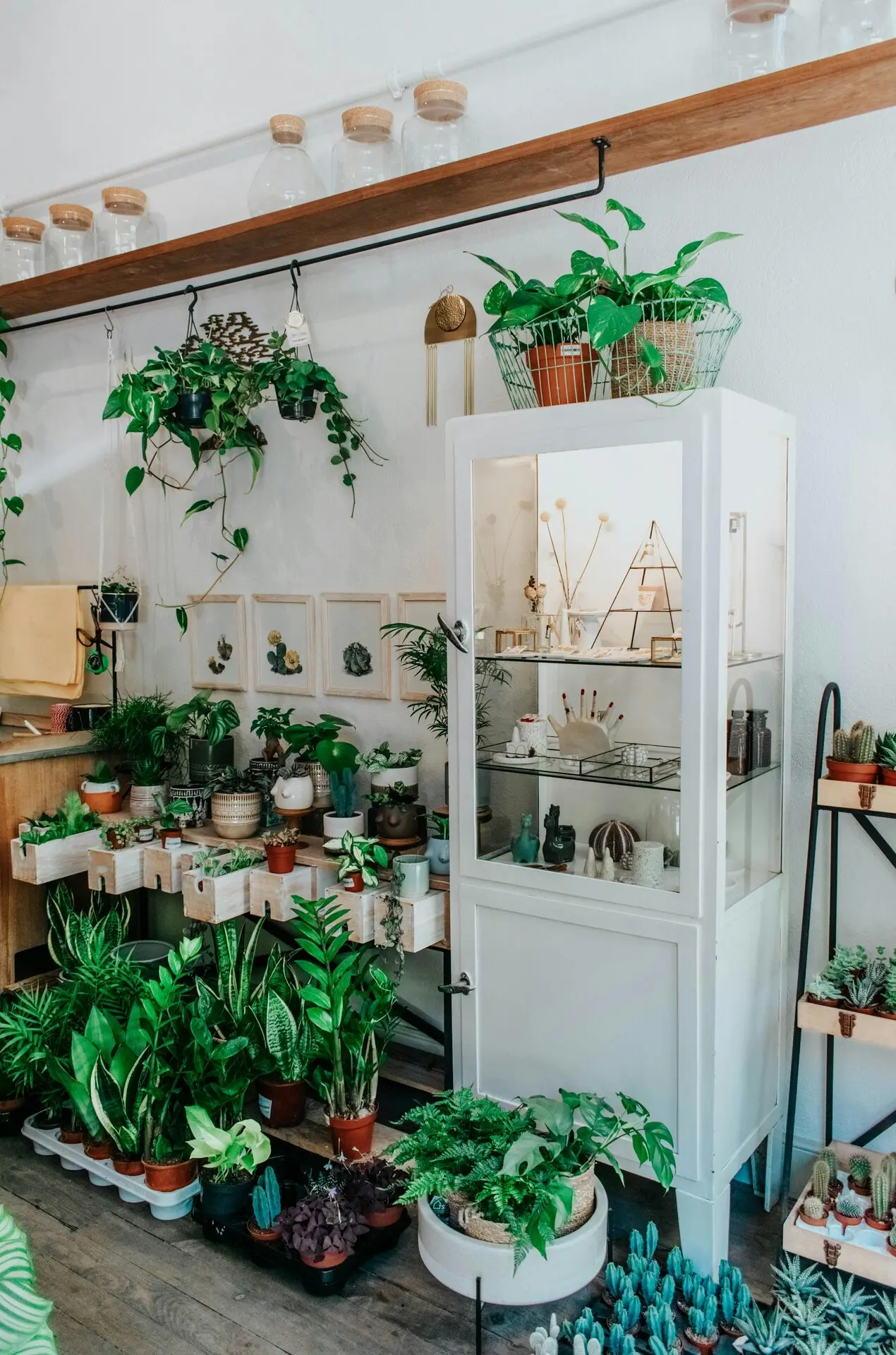 Indoor greenery for homes and offices