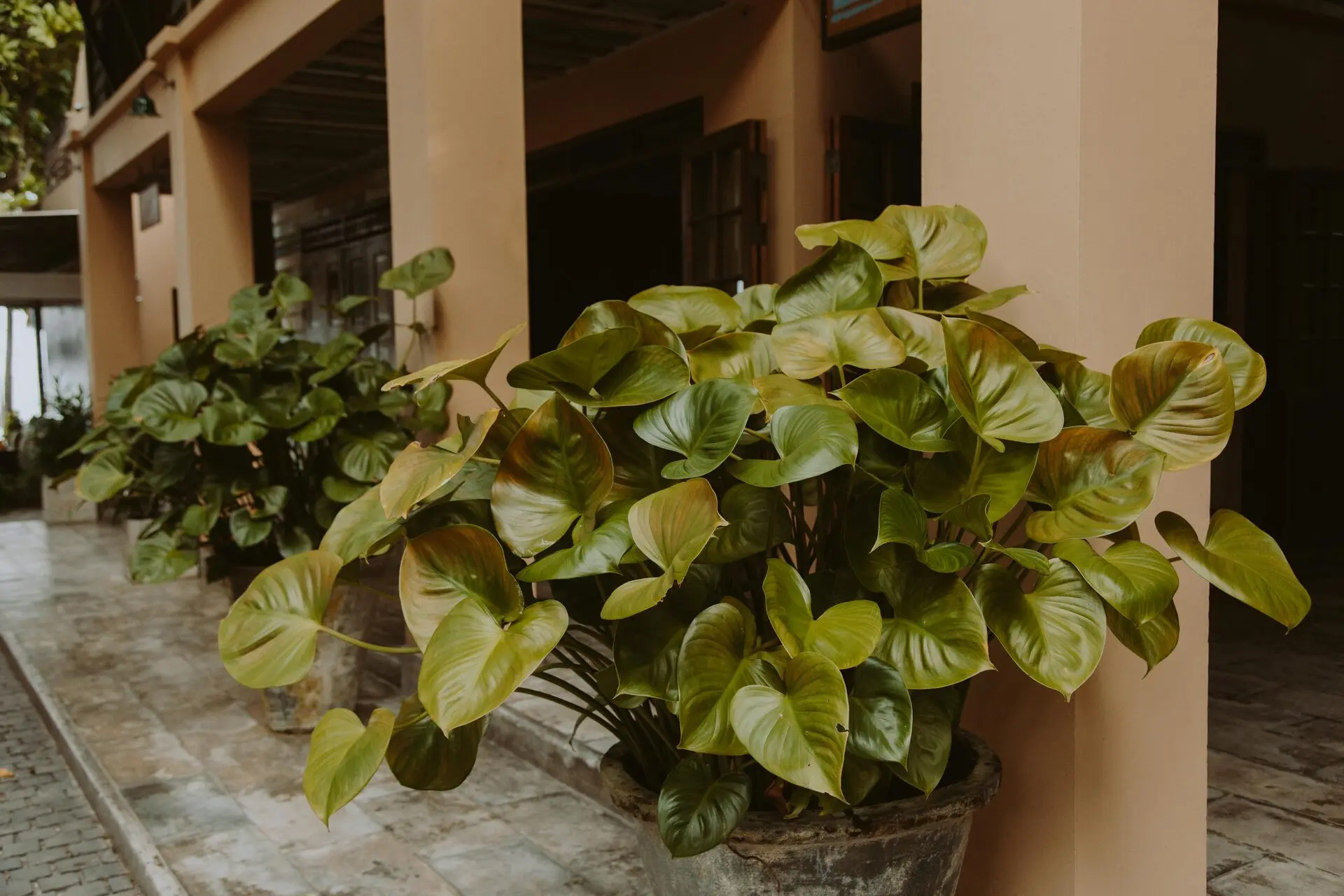 Cooling landscape design